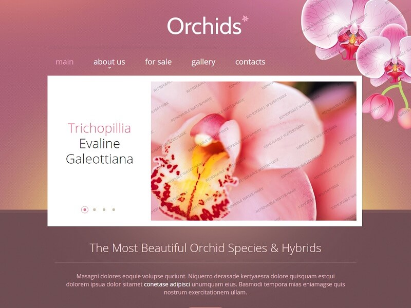 Orchids