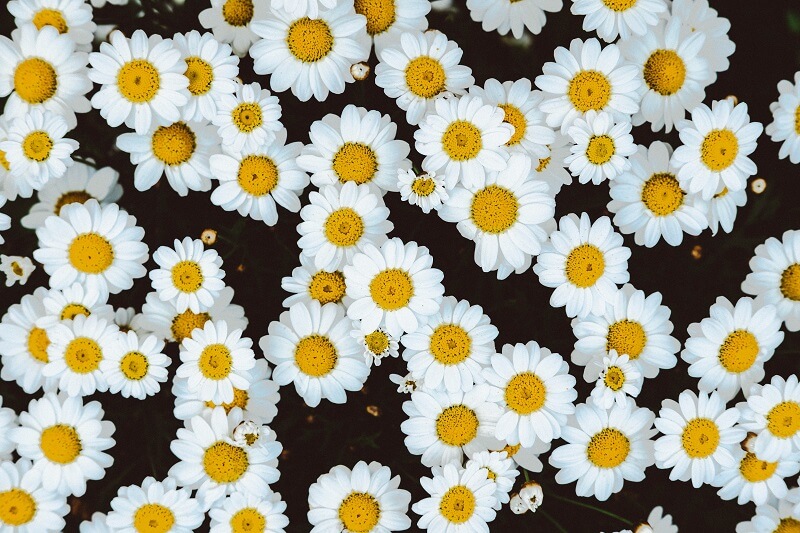 Bed of daisies