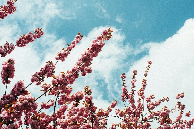 Cherry blossom tree