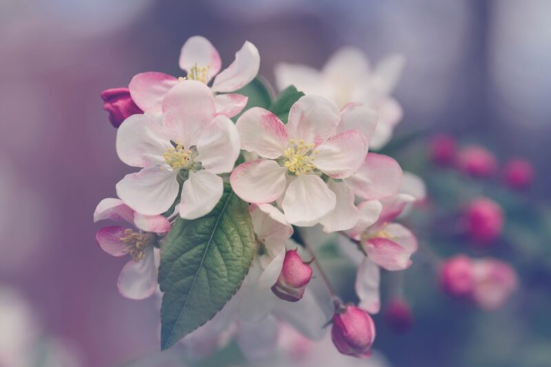 Closeup photography of white and pink petaled flower