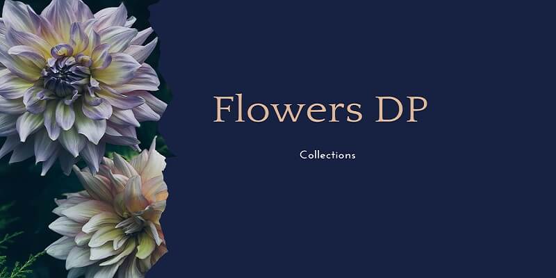 Flowers DP