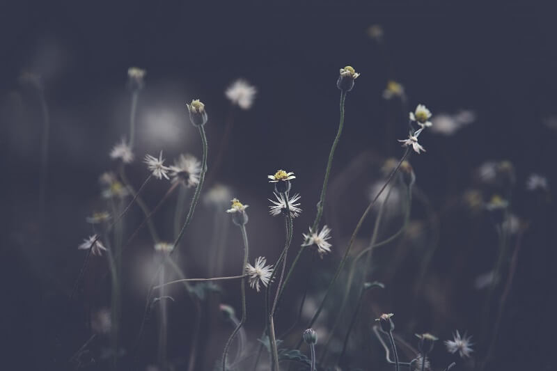 Grayscale Photo of Petaled Flowers