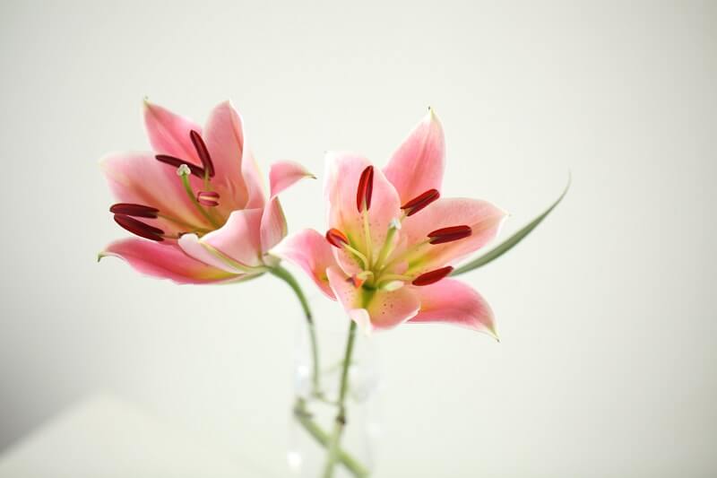 Green Leaf and Pink and Red Flower