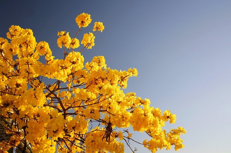 Orange flowers under cloudy sky during daytime