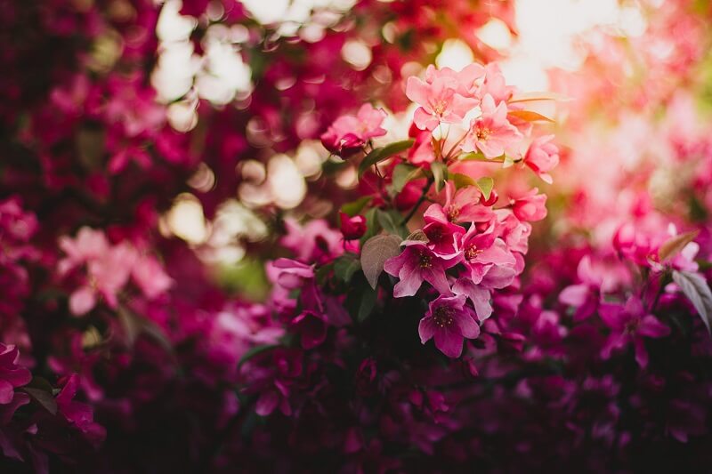 Pink Green and Purple Flowers during Daytime