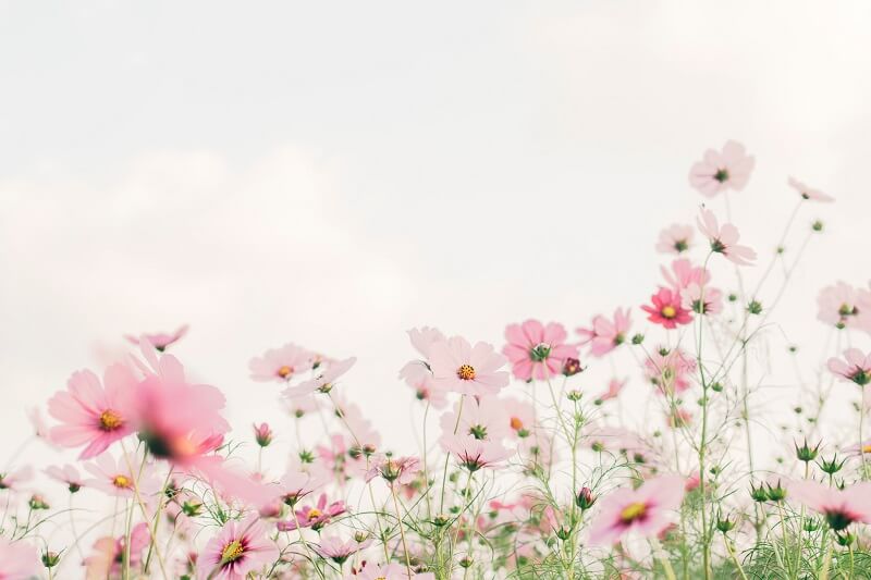 Pink and white flowers under white sky during daytime