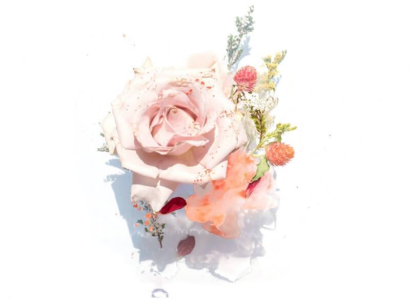 Pink roses illustration