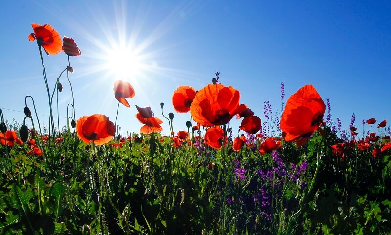 Red poppy flower field at daytime