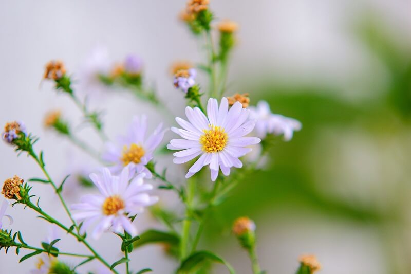 Selective Focus Photography of White Aster Flowers