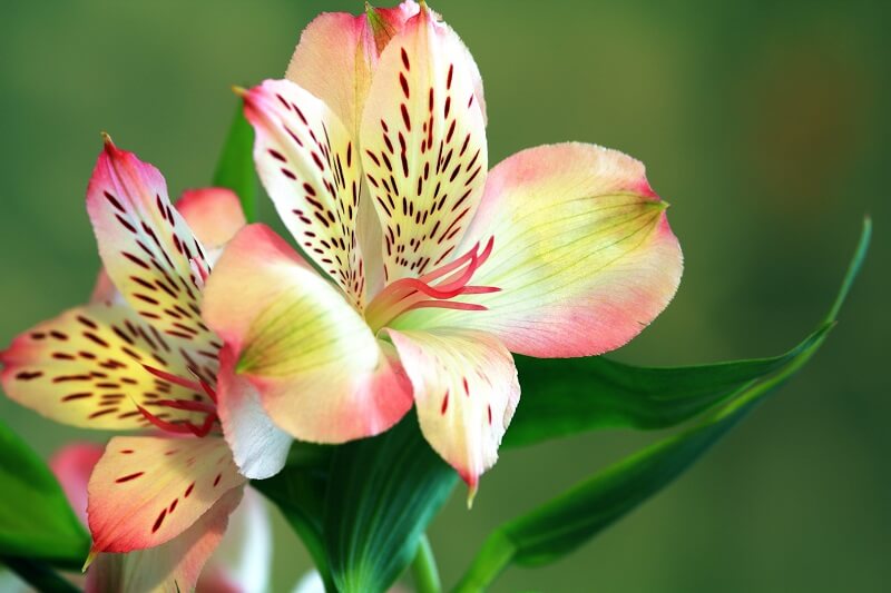 Two Pink-and-green Orchid Flowers