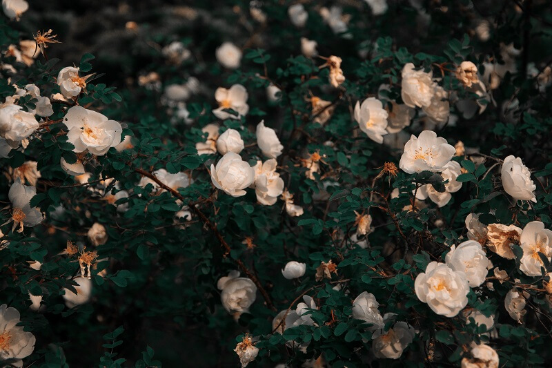 White Petaled Flowers