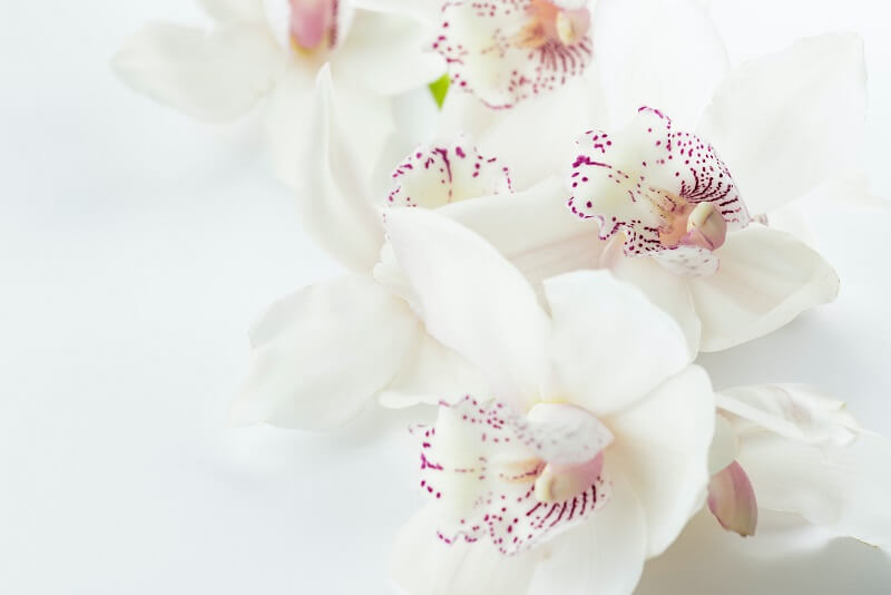 White-and-purple orchid flowers