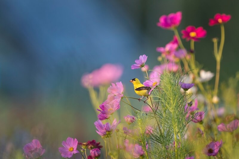 Yellow and black bird on flower