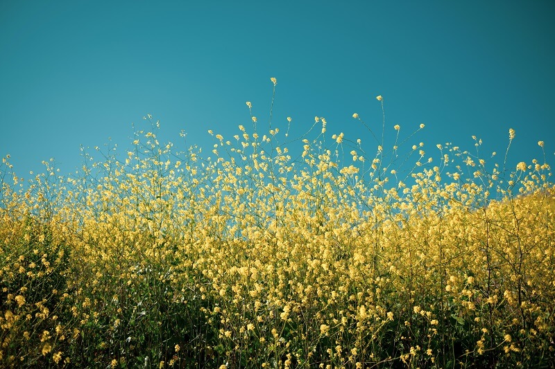 Yellow petaled flowers